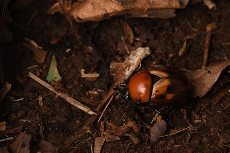 歐亞銅星花金龜|金龜子科 Scarabaeidae 